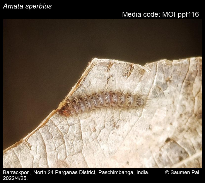 Amata sperbius (Fabricius, 1787) Moths